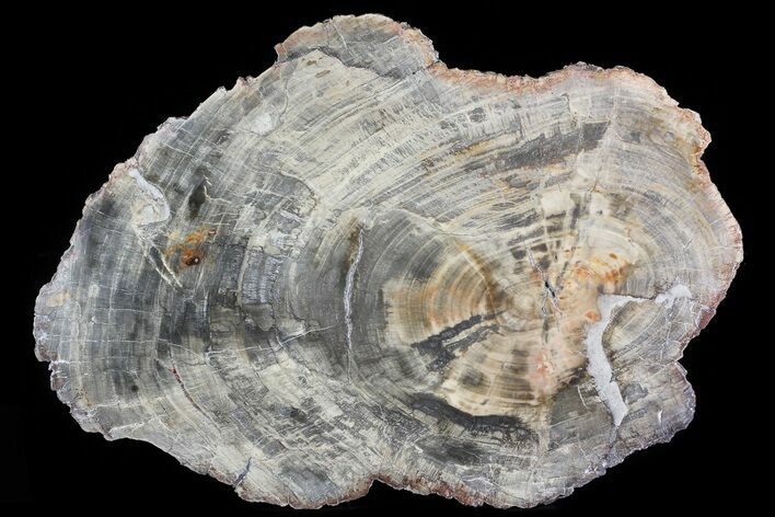Triassic Petrified Wood (Araucaria) Round - Madagascar #81358